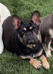 Reunited Female Dog last seen Jurupa hills highschool, Fontana, CA 92337