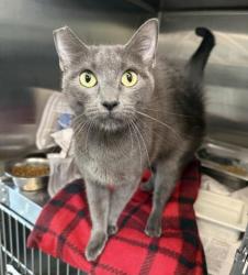 Shelter Stray Female Cat last seen , 3201 Lacy St, Los Angeles, CA 90031, USA