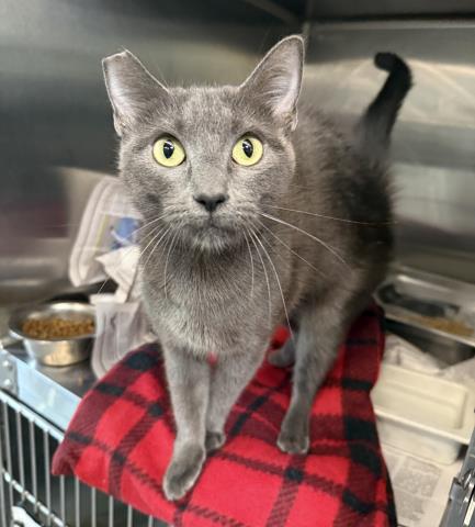 Shelter Stray Female Cat last seen , 3201 Lacy St, Los Angeles, CA 90031, USA
