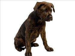 Shelter Stray Female Dog last seen , 3201 Lacy St, Los Angeles, CA 90031, USA