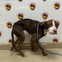 Shelter Stray Female Dog last seen WESLEY CHAPEL BLVD AND PORGRESS PKWY, 19640 Dogpatch Ln, Land O' Lakes, FL 34638, USA