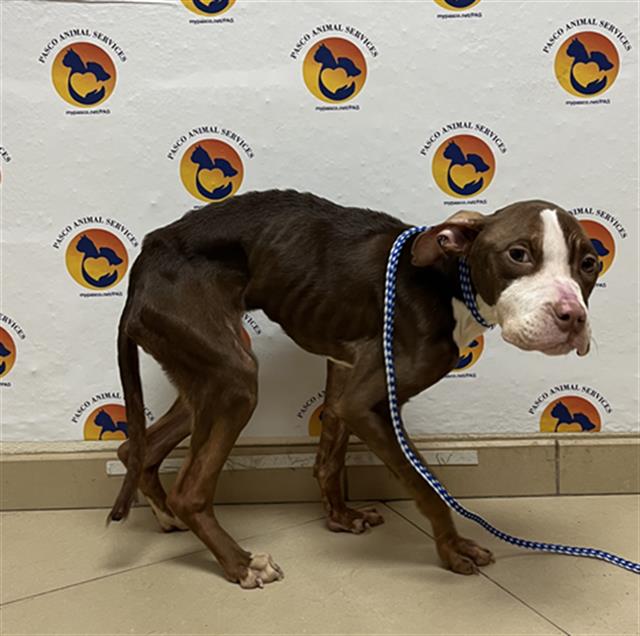Shelter Stray Female Dog last seen WESLEY CHAPEL BLVD AND PORGRESS PKWY, 19640 Dogpatch Ln, Land O' Lakes, FL 34638, USA