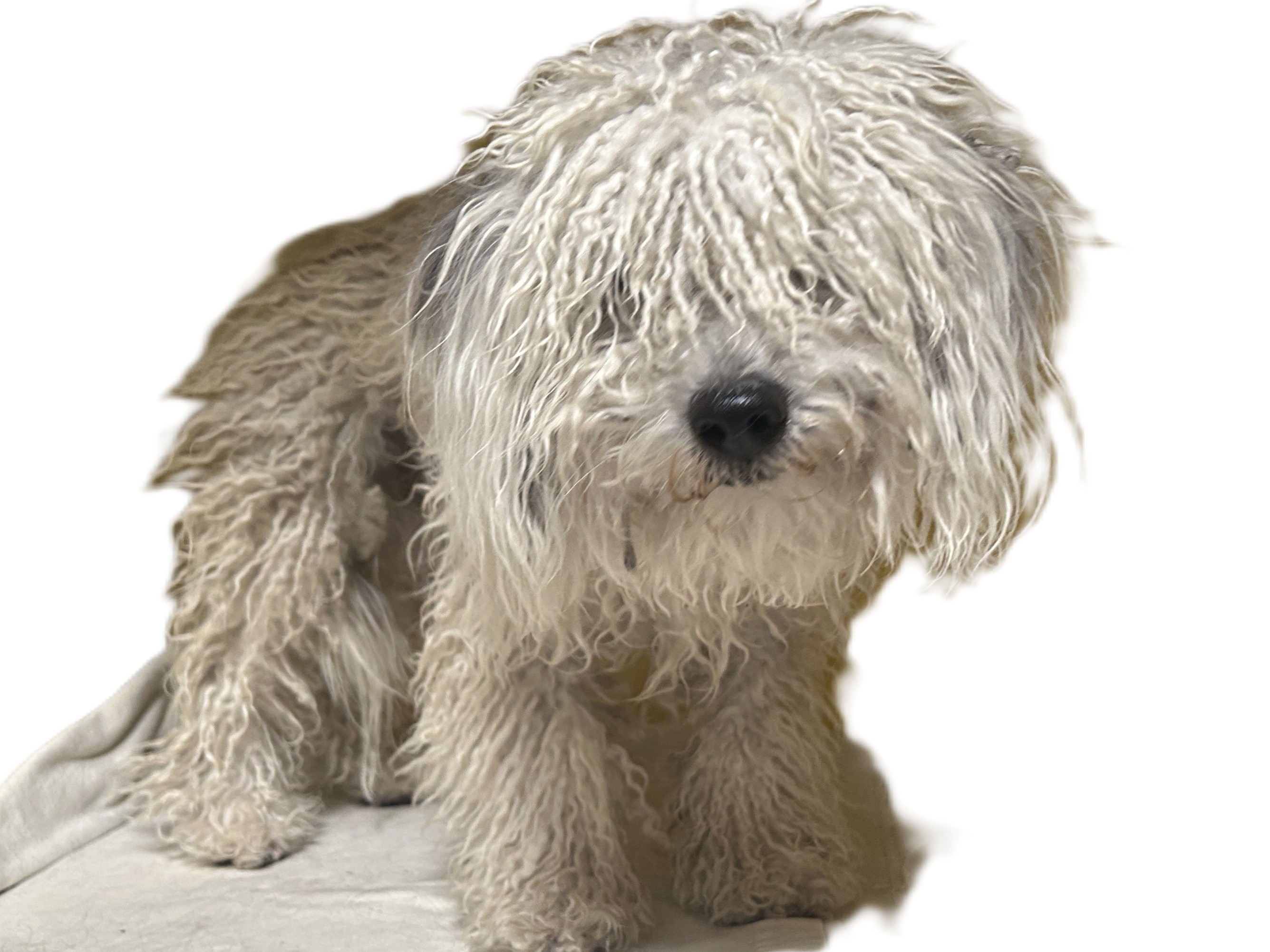 Shelter Stray Male Dog last seen , 3201 Lacy St, Los Angeles, CA 90031, USA