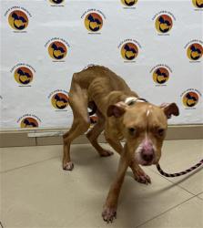 Shelter Stray Female Dog last seen WESLEY CHAPEL BLVD AND PORGRESS PKWY, 19640 Dogpatch Ln, Land O' Lakes, FL 34638, USA