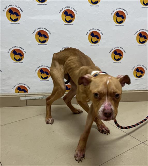 Shelter Stray Female Dog last seen WESLEY CHAPEL BLVD AND PORGRESS PKWY, 19640 Dogpatch Ln, Land O' Lakes, FL 34638, USA