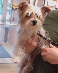 Shelter Stray Male Dog last seen EMBASSY AND VIENNA, 19640 Dogpatch Ln, Land O' Lakes, FL 34638, USA