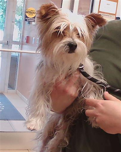 Shelter Stray Male Dog last seen EMBASSY AND VIENNA, 19640 Dogpatch Ln, Land O' Lakes, FL 34638, USA