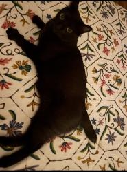 Reunited Male Cat last seen Dorsetshire road, Columbus, OH 43229