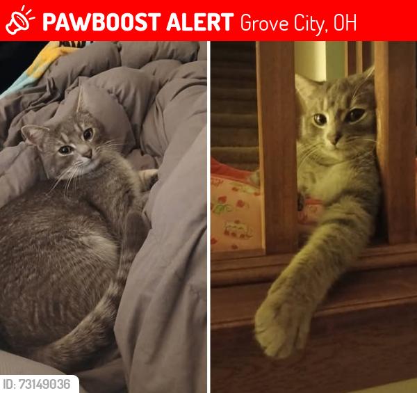 Lost Female Cat last seen Alkire Rd and Bay Port Dr, Grove City, OH 43123