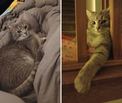 Lost Female Cat last seen Alkire Rd and Bay Port Dr, Grove City, OH 43123