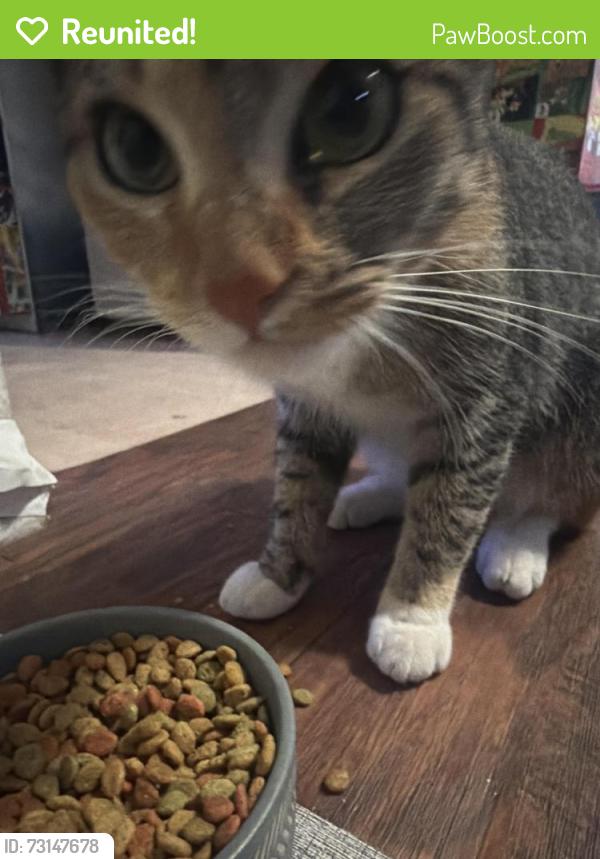 Reunited Female Cat last seen 182nd and Hawthorne blvd, Redondo Beach, CA 90278