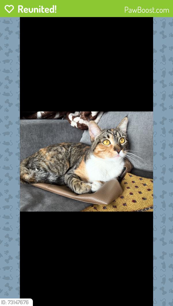 Reunited Male Cat last seen Versailles alameda, Alameda, CA 94501