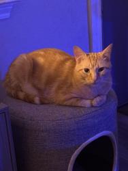 Lost Male Cat last seen Greenwood, Corpus Christi, TX 78417