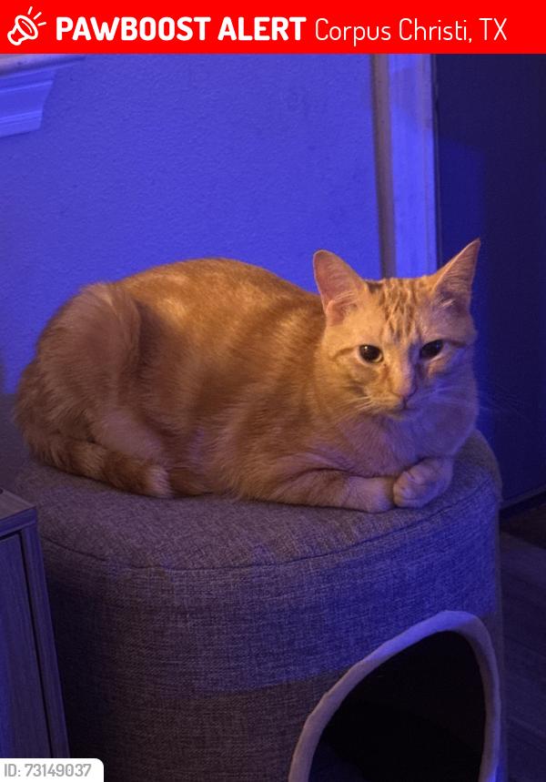 Lost Male Cat last seen Greenwood, Corpus Christi, TX 78417
