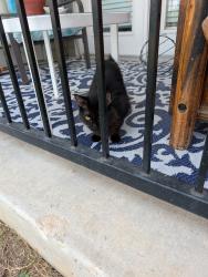 Found/Stray Female Cat last seen Hot Wells, San Antonio, TX 78223