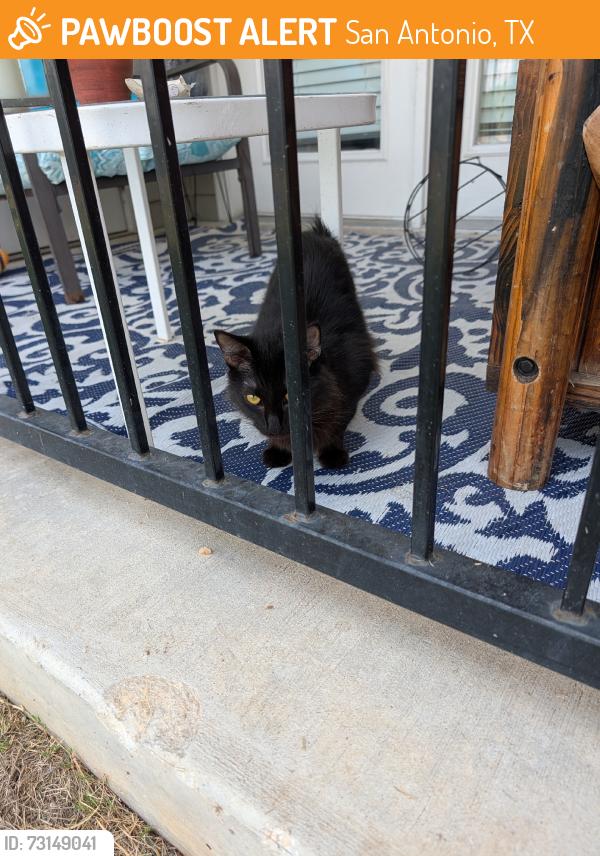 Found/Stray Female Cat last seen Hot Wells, San Antonio, TX 78223