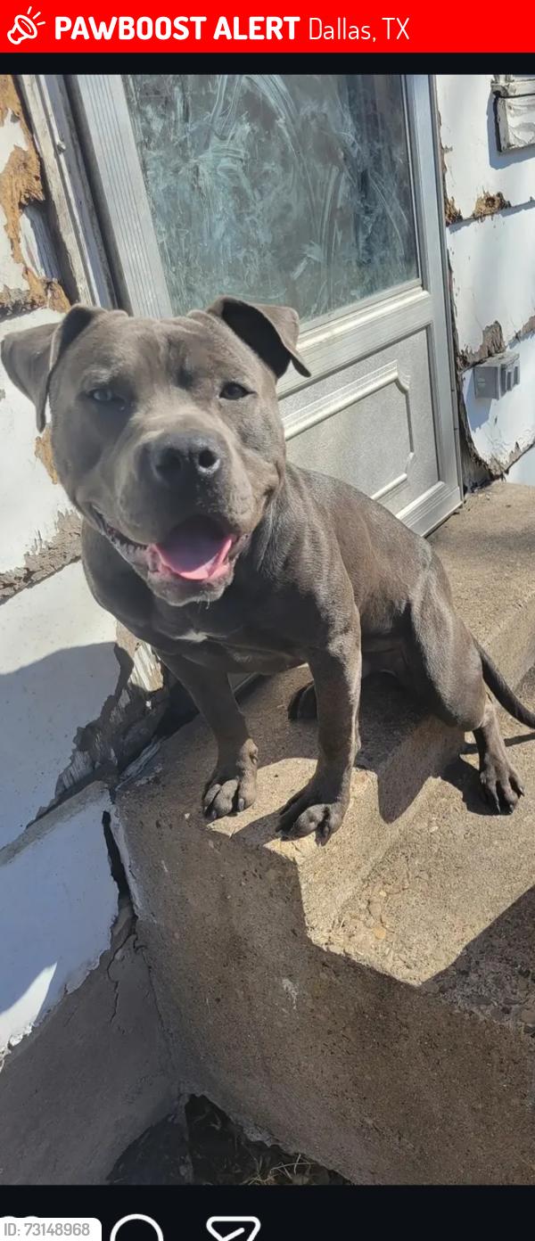 Lost Male Dog last seen Near apmts on Jupiter road and E Northwest Pkwy N, Dallas, TX 75238