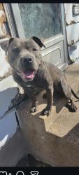 Lost Male Dog last seen Near apmts on Jupiter road and E Northwest Pkwy N, Dallas, TX 75238