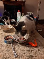 Reunited Male Cat last seen Westphal Ave and Rickenbacker in Whitehall, but travels, Columbus, OH 43213
