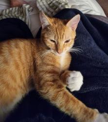 Reunited Male Cat last seen Lowell and Berry, Littleton, CO 80123