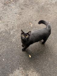 Lost Female Cat last seen Noonday park is in our backyard across the creek, Kennesaw, GA 30144