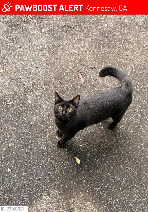 Lost Female Cat last seen Noonday park is in our backyard across the creek, Kennesaw, GA 30144