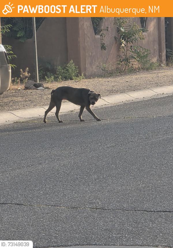 Found/Stray Unknown Dog last seen Sanford sw, Albuquerque, NM 87105
