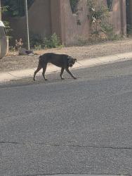 Found/Stray Unknown Dog last seen Sanford sw, Albuquerque, NM 87105