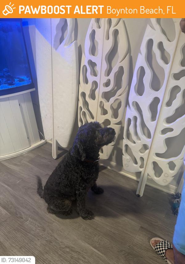 Found/Stray Male Dog last seen Manatee bay drive, Boynton Beach, FL 33435