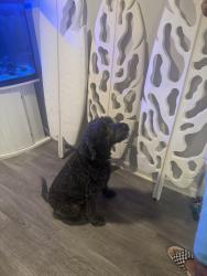 Found/Stray Male Dog last seen Manatee bay drive, Boynton Beach, FL 33435