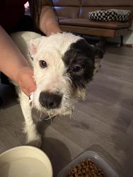 Found/Stray Female Dog last seen Francina in Lakeworth village, Lake Worth Beach, FL 33461