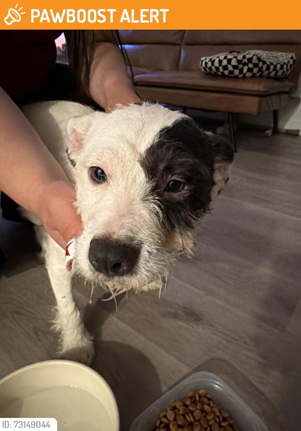 Found/Stray Female Dog last seen Francina in Lakeworth village, Lake Worth Beach, FL 33461