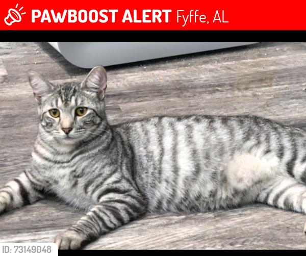 Lost Male Cat last seen Mainstreet fyffe alabam near jacks and dollar general, Fyffe, AL 35971