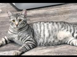 Lost Male Cat last seen Mainstreet fyffe alabam near jacks and dollar general, Fyffe, AL 35971