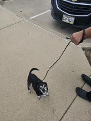 Reunited Male Dog last seen Holiday South Grand Prairie area, Grand Prairie, TX 75052