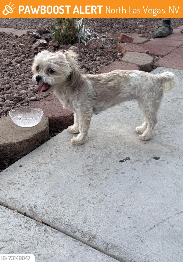 Found/Stray Female Dog last seen cheyenne and revere, North Las Vegas, NV 89030