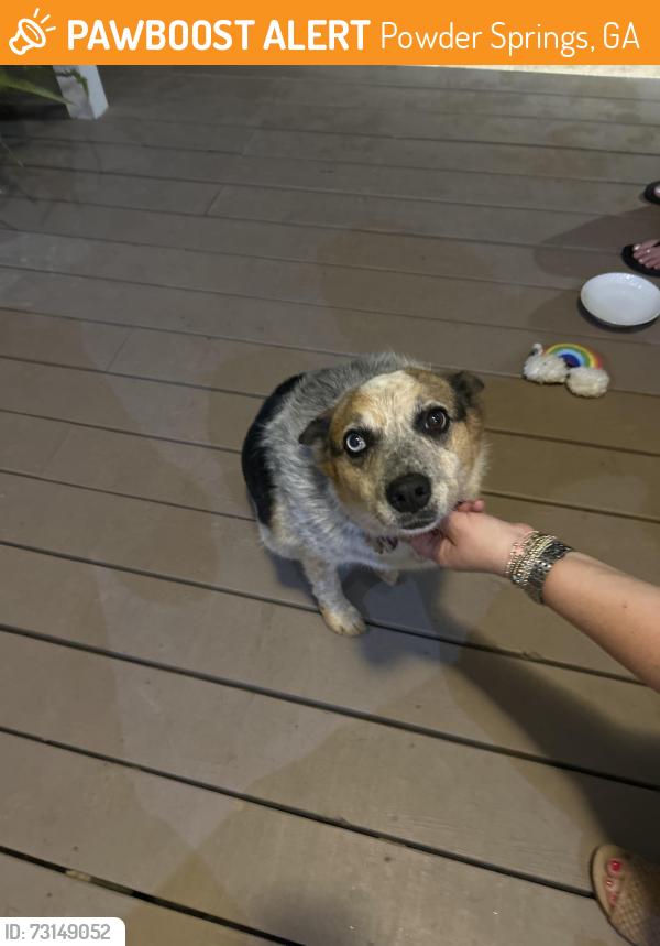 Found/Stray Female Dog last seen Lost Mountain and Bullard, Powder Springs, GA 30127