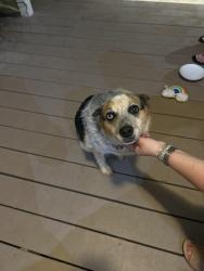 Found/Stray Female Dog last seen Lost Mountain and Bullard, Powder Springs, GA 30127