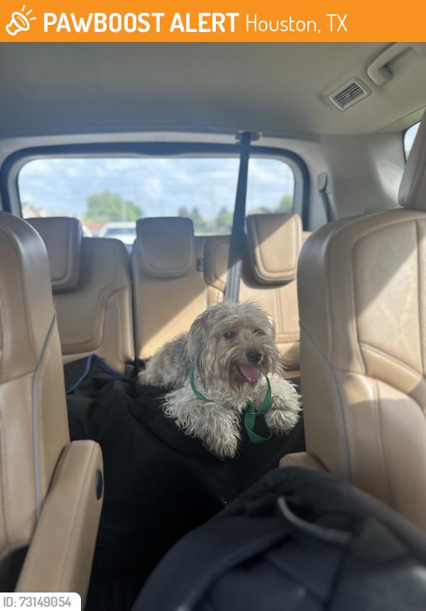 Found/Stray Female Dog last seen Bammel, Houston, TX 77069