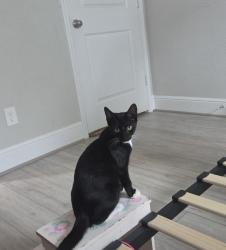 Reunited Male Cat last seen Falcon Ranch Neighborhood, Katy, TX 77494