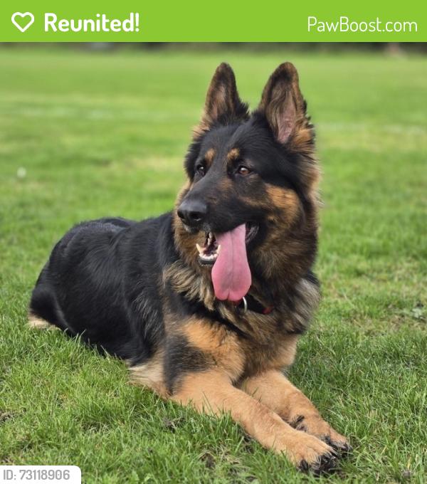 Reunited Female Dog last seen Near Norwood Grove BL1 4BN, Greater Manchester, England BL1 4BN