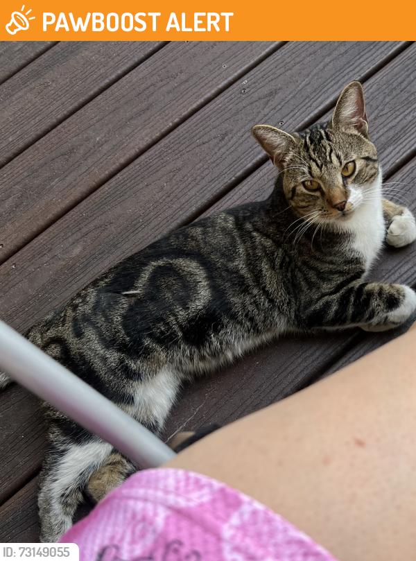 Found/Stray Unknown Cat last seen Southgate, Colorado Springs, CO 80906