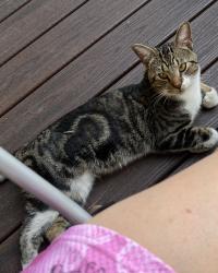 Found/Stray Unknown Cat last seen Southgate, Colorado Springs, CO 80906