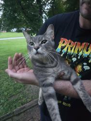 Found/Stray Unknown Cat last seen Manchester, Ballwin, MO 63011