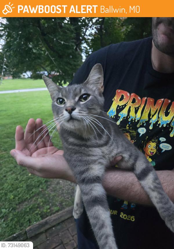 Found/Stray Unknown Cat last seen Manchester, Ballwin, MO 63011