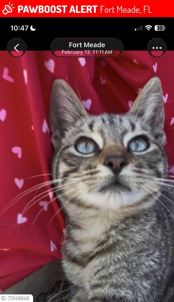 Lost Male Cat last seen Near 8th ST SE Fort Meade, FL, Fort Meade, FL 33841