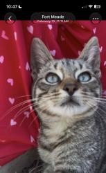 Lost Male Cat last seen Near 8th ST SE Fort Meade, FL, Fort Meade, FL 33841