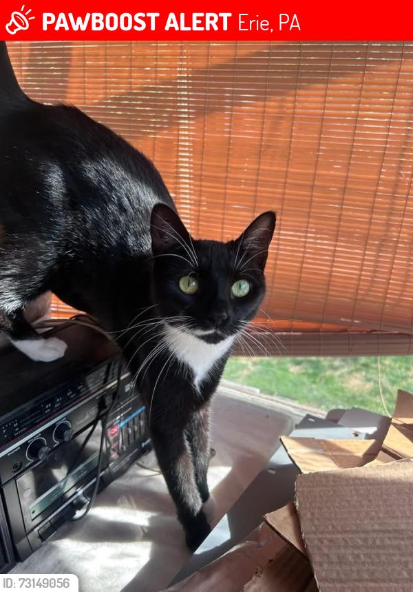 Lost Female Cat last seen West 21st Street and Myrtle Street, Erie, PA 16502