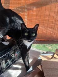 Lost Female Cat last seen West 21st Street and Myrtle Street, Erie, PA 16502