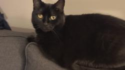 Lost Female Cat last seen Elgin Park, ajax, Ajax, ON 